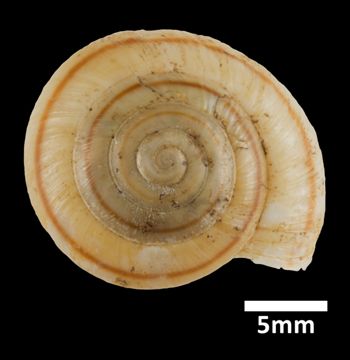 Media type: image;   Malacology 169402 Aspect: apical